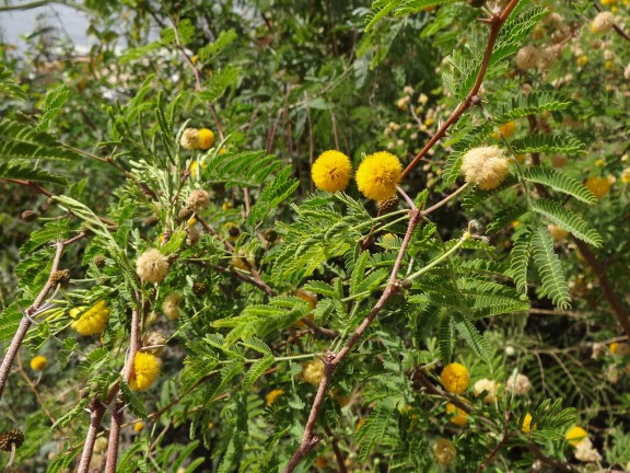 temple Philae Egypte