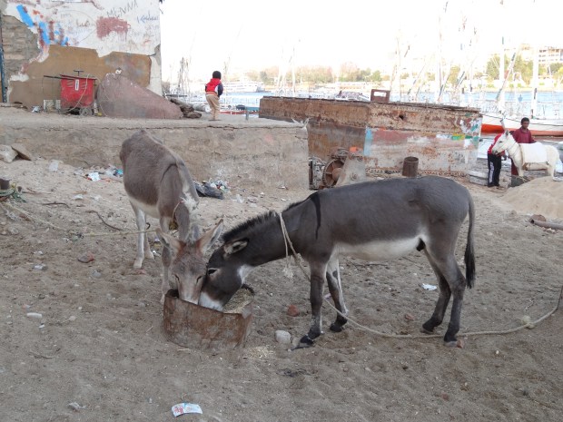 île éléphantine Assouan