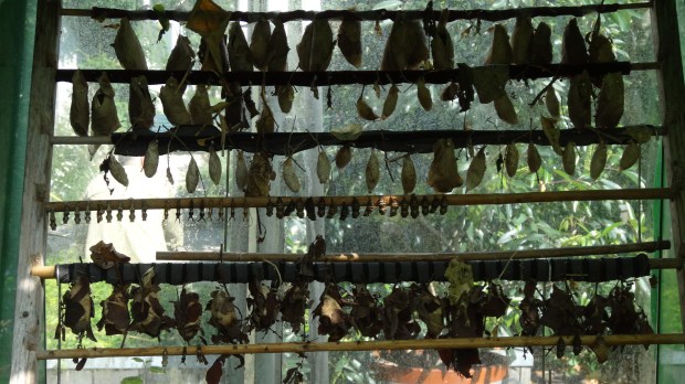 parc botanique Amsterdam