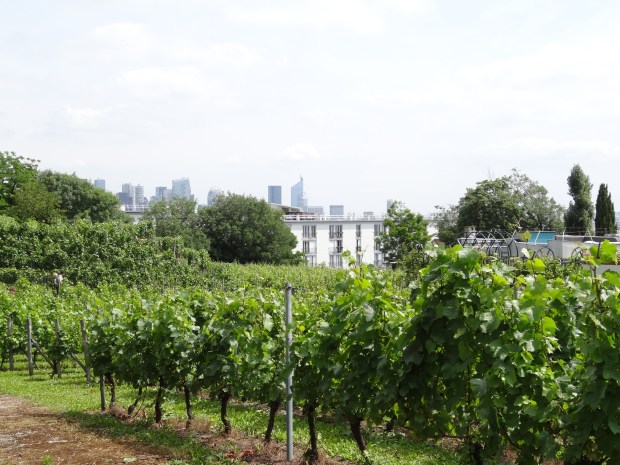 Vigne de Suresnes