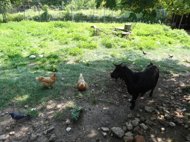 parc Saint Germain en Laye