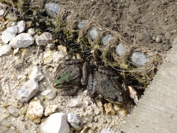 festival jardins Chaumont