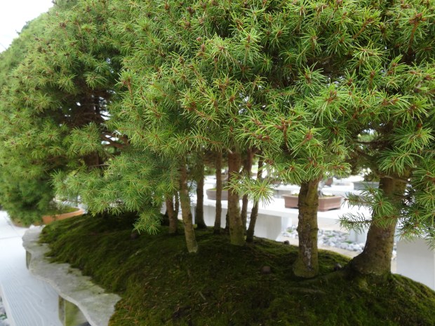 arboretum Vallée aux loups