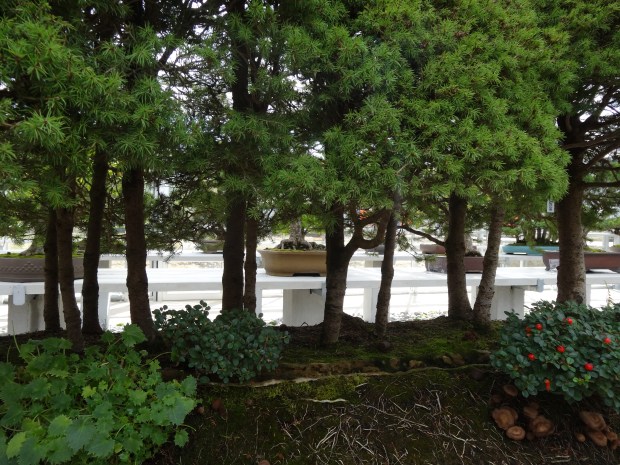 arboretum Vallée aux loups