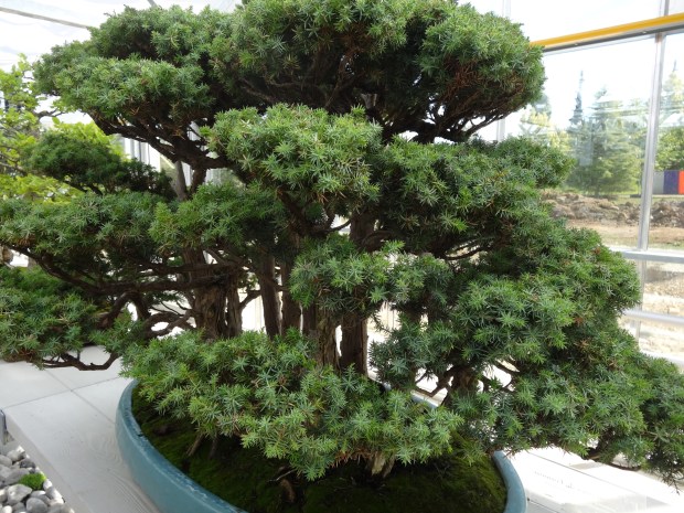 arboretum Vallée aux loups