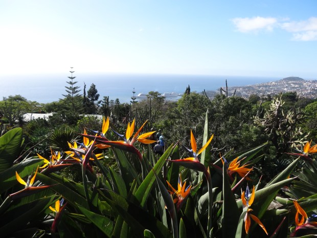 Madère jardin botanique croisière