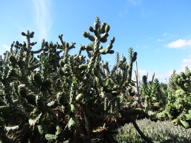 Madère jardin botanique croisière