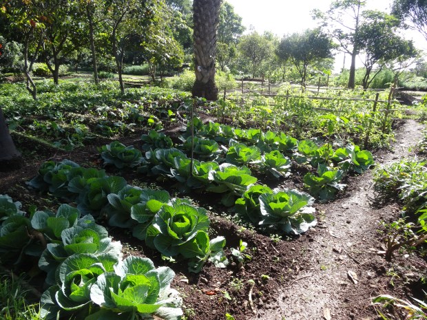 Madère jardin botanique croisière