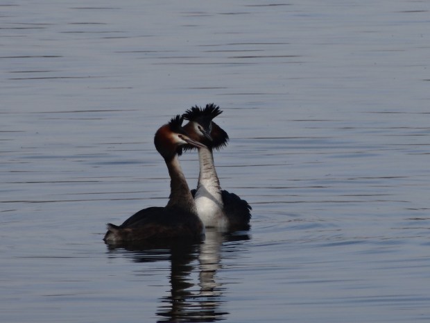 kralingse bos rotterdam