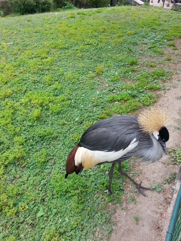 jardin d'acclimatation 