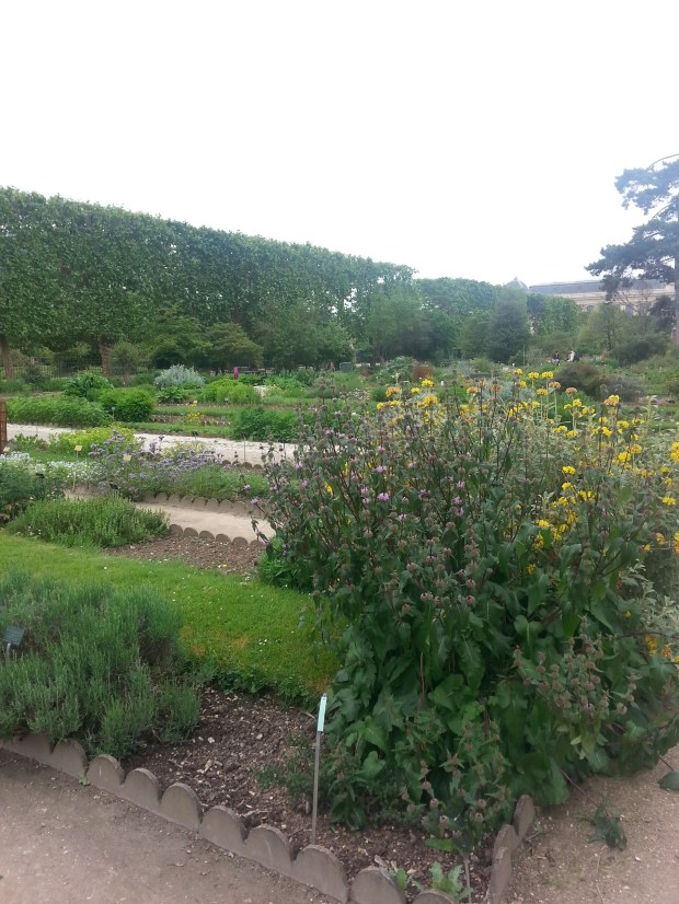 Jardin des plantes